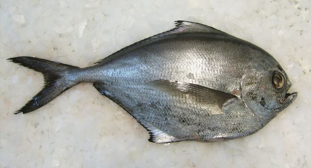 A photo of Pacific pomfret (Shimagatsuo)