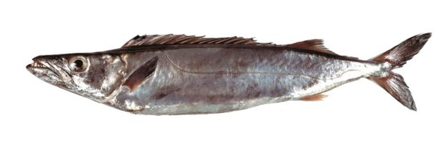 A photo of Silver gemfish (Minamikagokamasu)