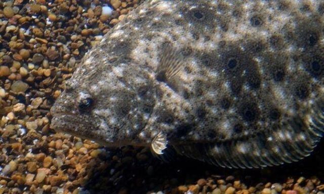 A photo of Summer flounder (Natsubirame)