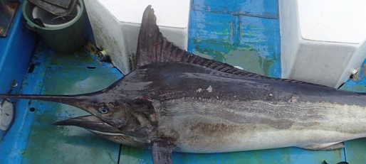 A photo of Black marlin (Shirokawakajiki)