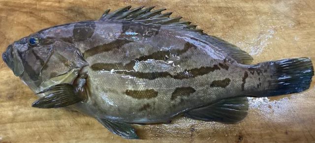 A photo of Comet grouper (Houkihata)