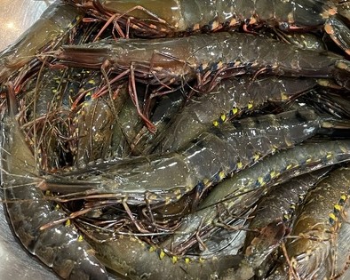 A photo of Green tiger prawn (Kuma ebi)