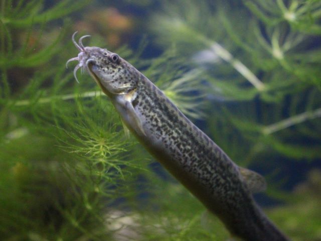 A photo of Loach (Dojou)