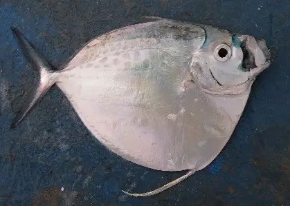 A photo of Moonfish (Ginkagami)