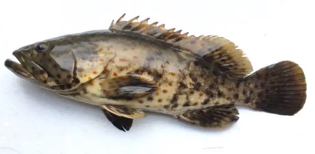 A photo of Orange-spotted grouper (Chairomaruhata)