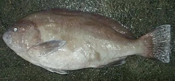 A photo of Oval grouper (Tobihata)