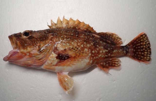 A photo of Red marbled rockfish (Ukkarikasago)