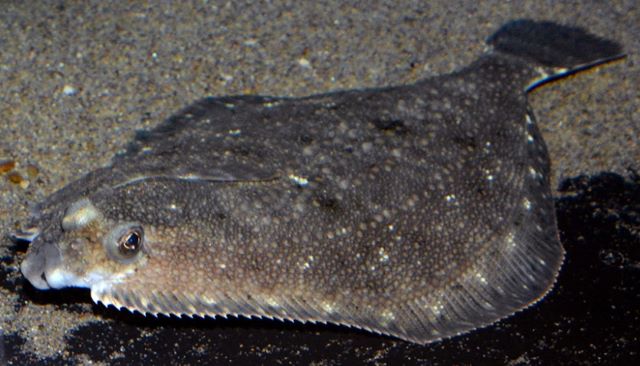 A photo of Roughscale sole (Samegarei)