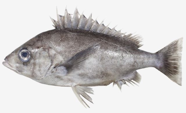 A photo of Slender armorhead (Kusakaritubodai)