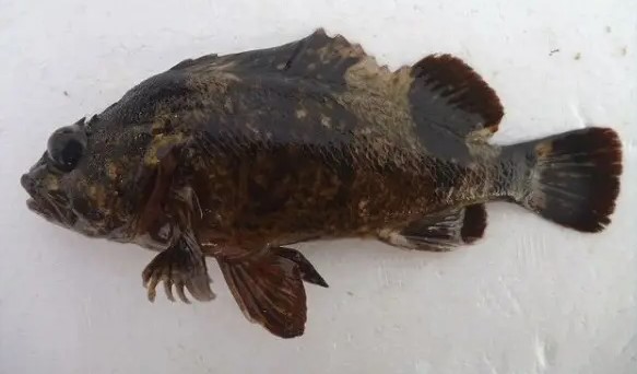 A photo of Spotbelly rockfish (Murasoi)