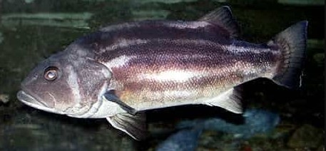 A photo of Striped jewfish (Ookuchiishinagi)