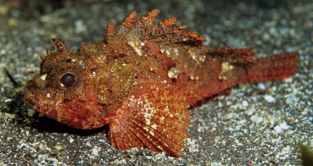 A photo of Western scorpionfish (Fusakasago)