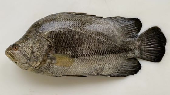 A photo of Atlantic tripletail (Matudai)