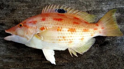 A photo of Blackspot pigfish (Kitsunedai)