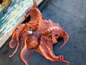 A photo of Chestnut octopus (Yanagidako)