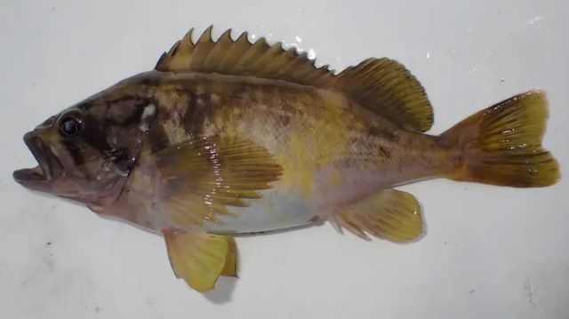 A photo of Gray rockfish (Kuromenuke)