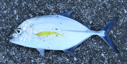 a photo of Island trevally (Nanyoukaiwari)