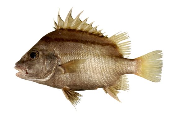 A photo of Lined javelinfish (Shimasetodai)