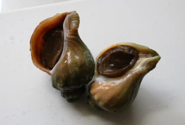 A photo of Whelk (Himeezobora)