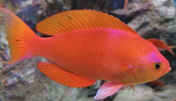 A photo of Yellowsail red bass (Shikishimahanadai)