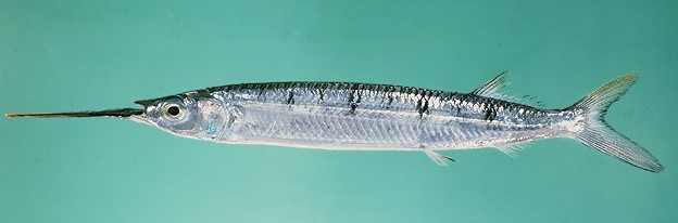 A photo of Black barred halfbeak (Hoshizayori)