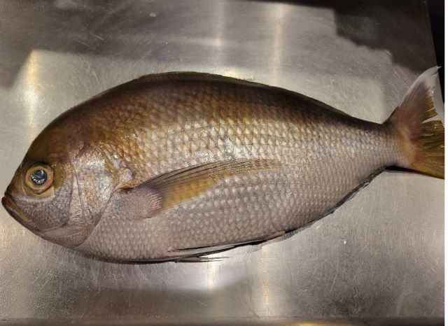 A photo of Saddleback snapper (Simaaodai)