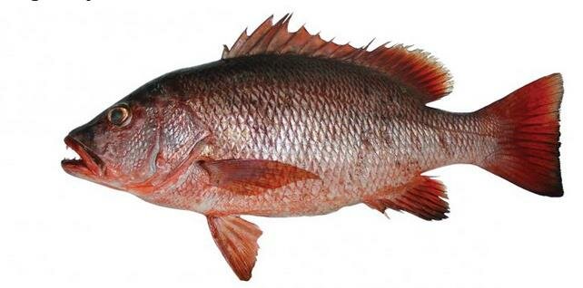 A photo of Mangrove red snapper (Gomafuedai)