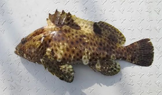 a photo of Highfin grouper (Shirobuchihata)