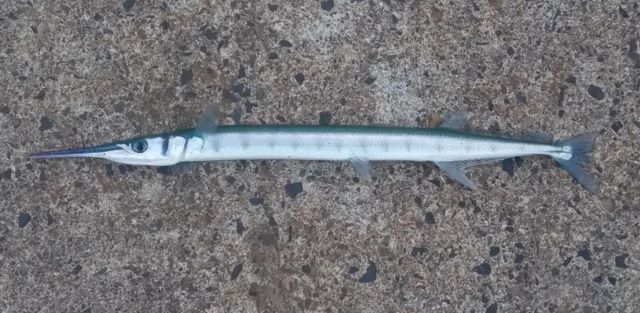 A photo of Hound needlefish (Okizayori)