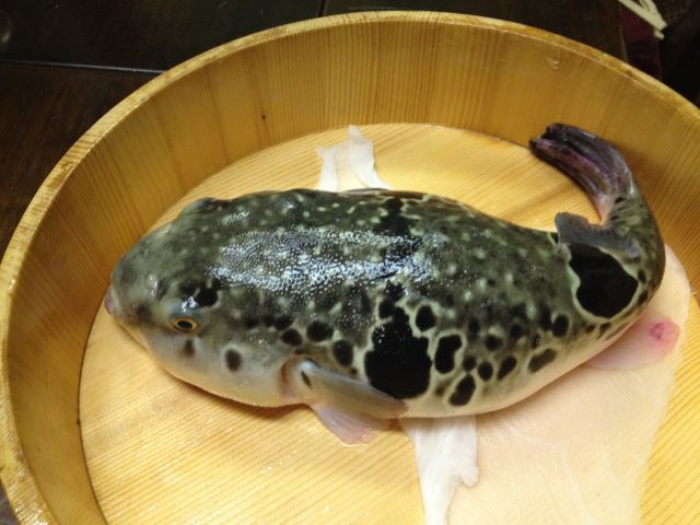 A photo of Fugu