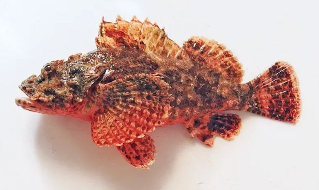 A photo of Hairy stingfish (Onikasago)