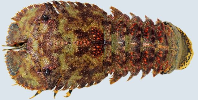 A photo of Japanese mitten lobster (Zouriebi)