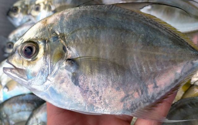 A photo of Longfin trevally (Yoroiaji)