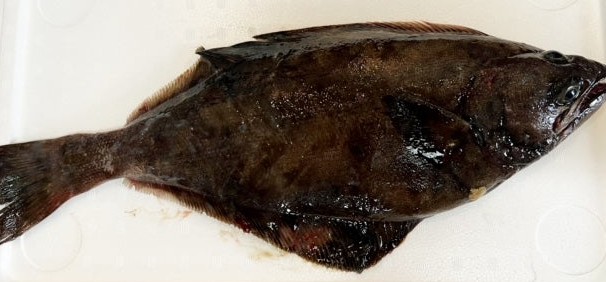 A photo of Kamchatka Flounder halibut (Aburagarei)