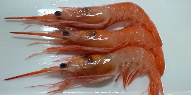 A photo of Razor mud shrimp (Namikudahigeebi)