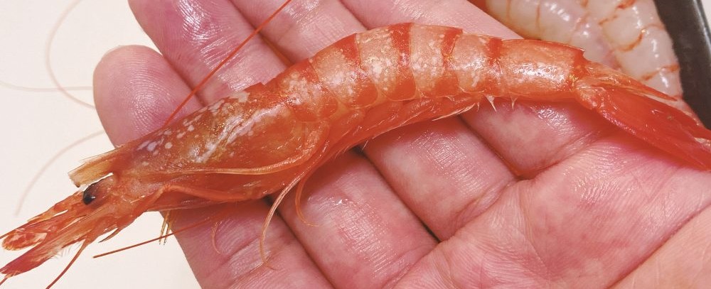 A photo of Stout red shrimp (Hikarichihiroebi)