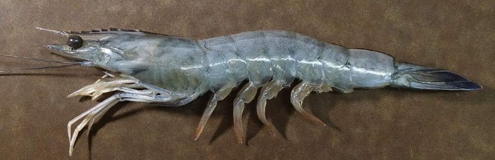 A photo of Paradise prawn (Tenshinoebi)