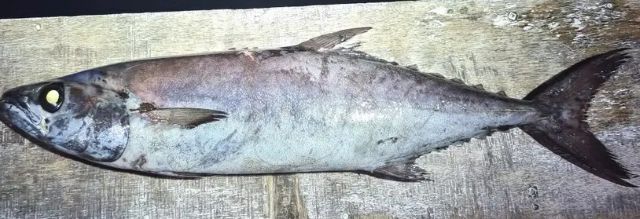A photo of Escolar (Aburasokomutsu)
