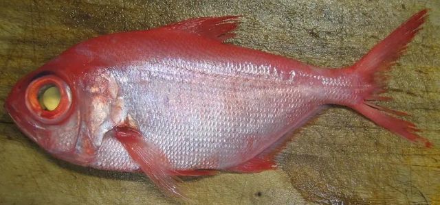 A photo of Fusenkinme (Alfonsino)