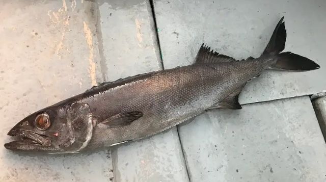 A photo of Oilfish (Baramutsu)
