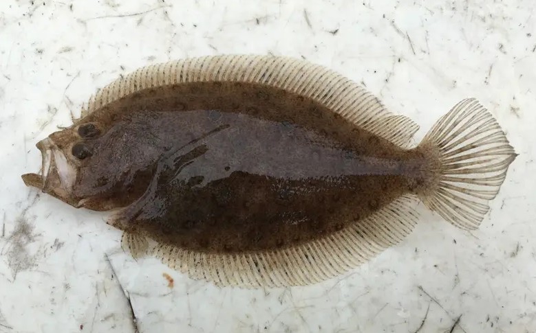 A photo of Tamaganzobirame (Fivespot flounder)