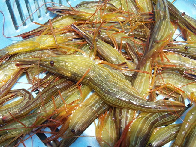 A photo of Hokkai shrimp (Hokkaiebi)