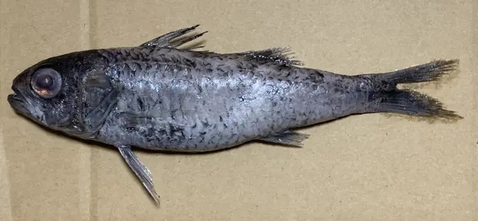 A photo of Blackmouth splitfin (Sumikuiuo)