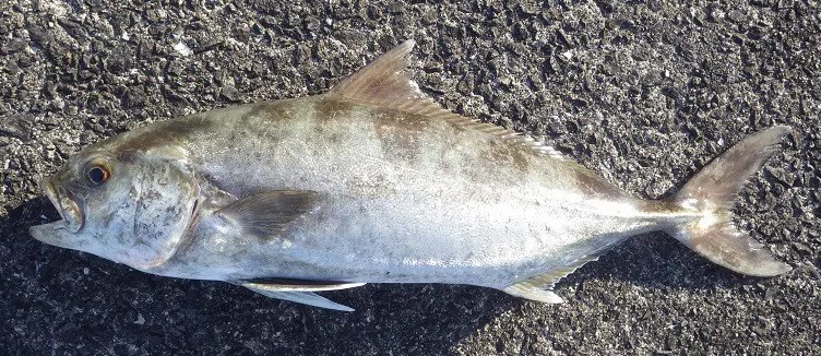 A photo of Aiburi (Blackbanded trevally)