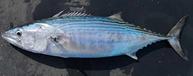 A photo of Striped bonito (Hagatsuo)