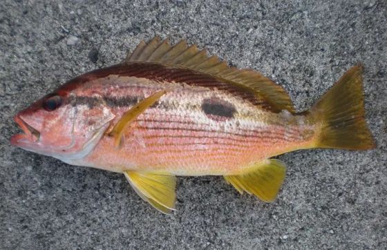 A photo of Brownstripe red snapper (Yokosujifuedai)