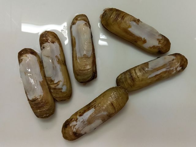 A photo of Chinese razor clam (Agemakigai)