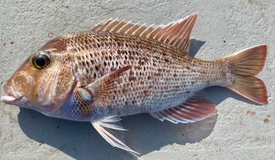 A photo of Japanese large-eye bream (Shirodai)