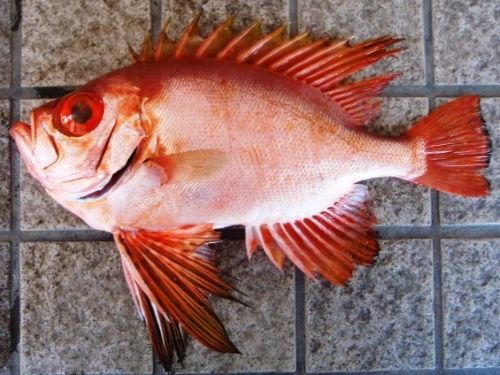 A photo of Longfinned bullseye (Tikakintokidai)