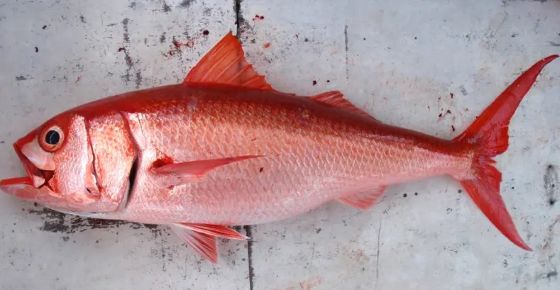 A photo of Pale ruby snapper (Ookuchihamadai)
